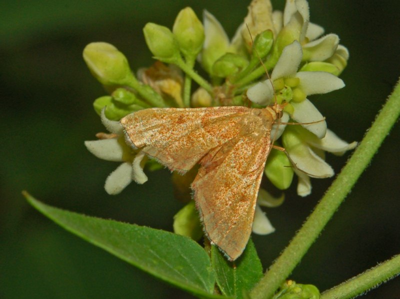 Una farfalletta da determinare -  Endotricha flammealis